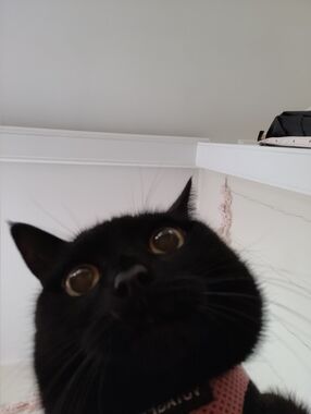 Meet your Posher, Deborah